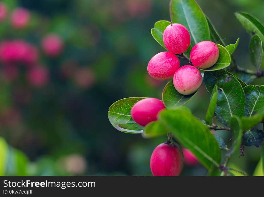 Bengal Currants scientific name: Carissa carandas fruit growing on a tree in the garden and black fungus on the leaves.