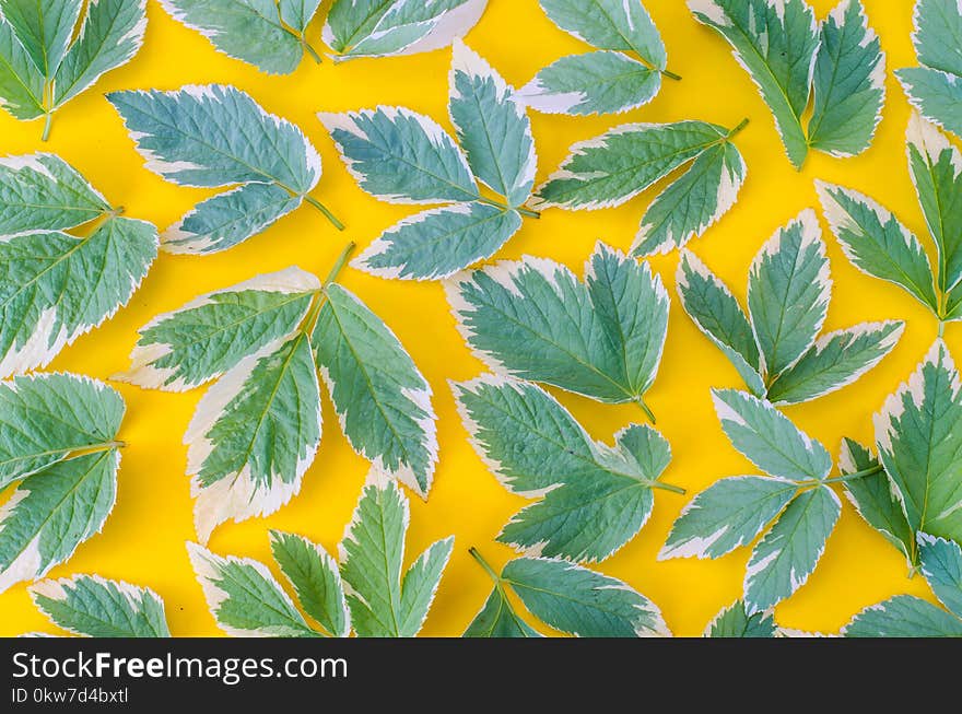 Ornament, pattern, texture of leaves on bright background. Studio Photo