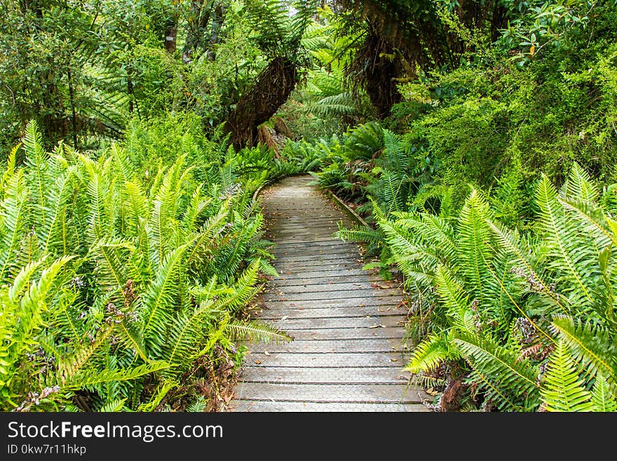 Boardwalk leading through Hastings cave nature reserve temperate rainforest and river