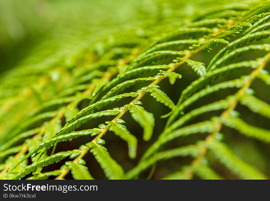 Tree fern frond pattern abstract, background texture. Tree fern frond pattern abstract, background texture