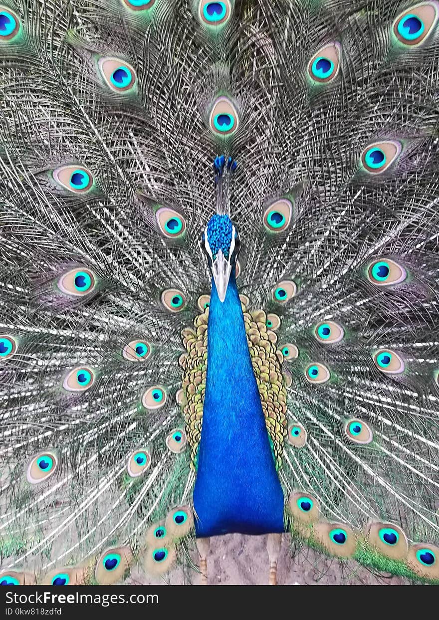 Peacock selfie eveng click. Peacock selfie eveng click