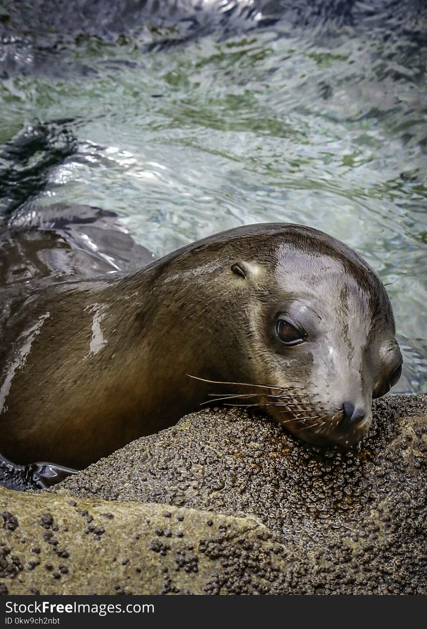 West coast pinniped close up detail resting on rock. West coast pinniped close up detail resting on rock