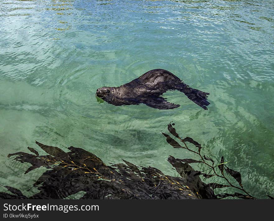 West coast pinniped individual floating while asleep near kelp. West coast pinniped individual floating while asleep near kelp