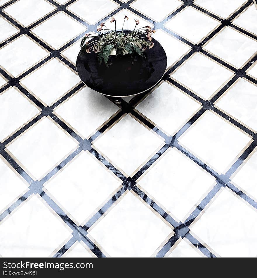 Green Leafed Plant On White Tiles