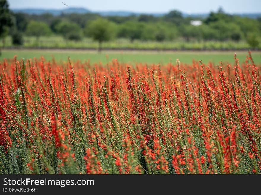 Red Flowers