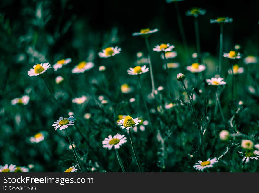 Selective Focus of White Petaled Flowers