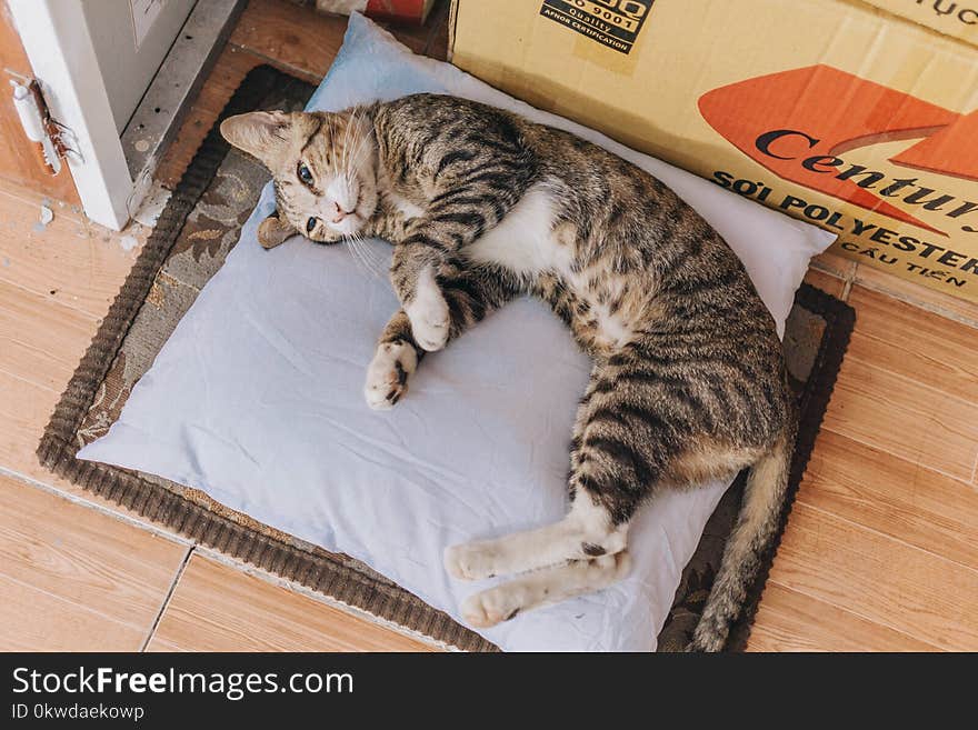 Brown Tabby Cat Lying on Grey Throw Pillow