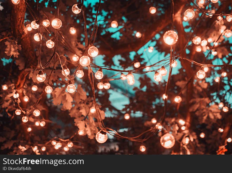 Brown String Lights in Tree