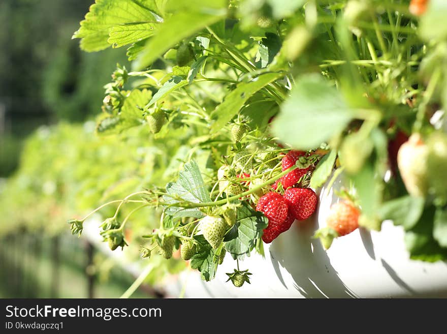 Strawberries in Macro Shot