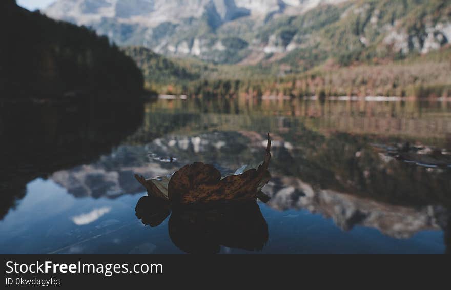 Withered Leaf On Water In Shallow Photography