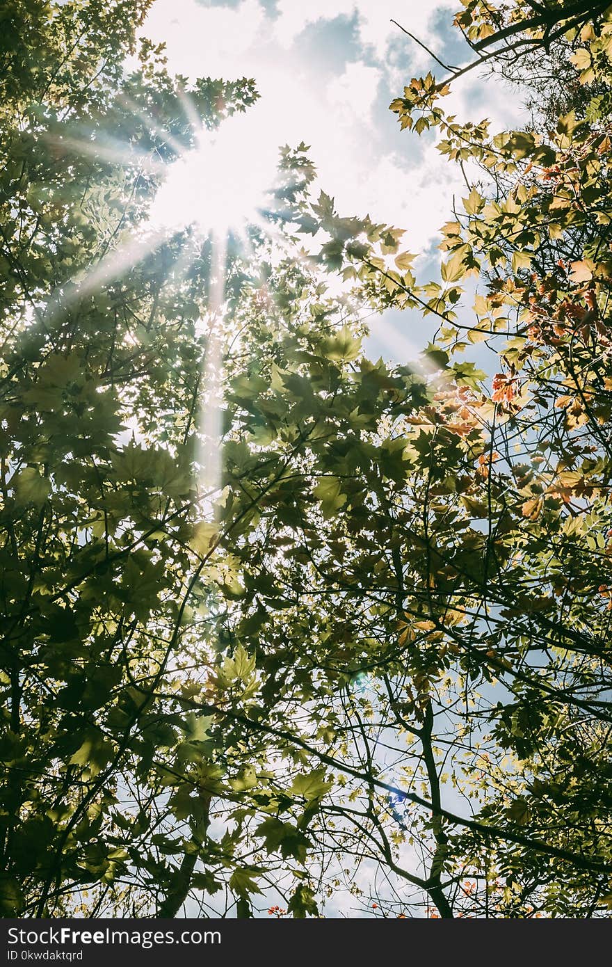 Worm&#x27;s Eye View Photo of Trees