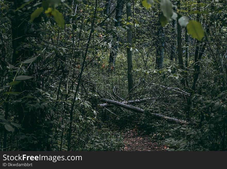 Green Forest Trees