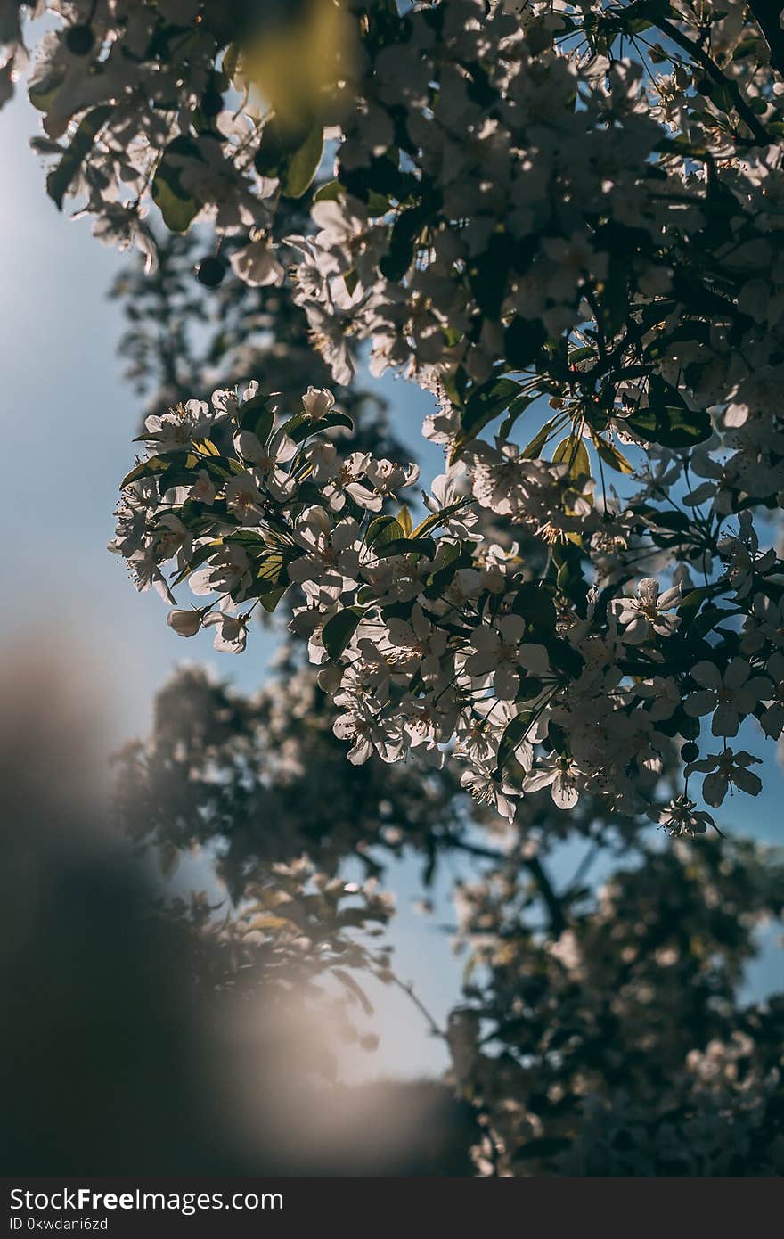 White Flowers Under Blue Sky