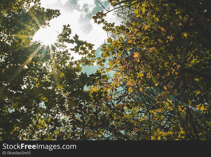 Low Angle Photography of Green Leaf Tree