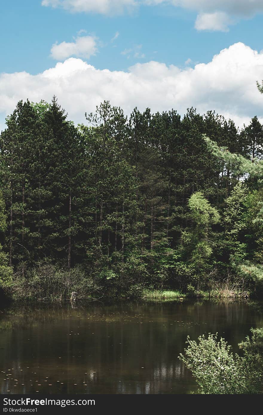 Forest Near Calm Body of Water Landscape Photograph