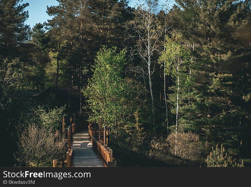 Green Forest Near Bridge