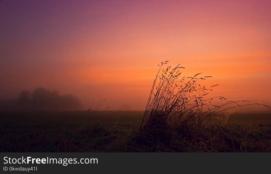 Silhouette of Grass during Nighttime