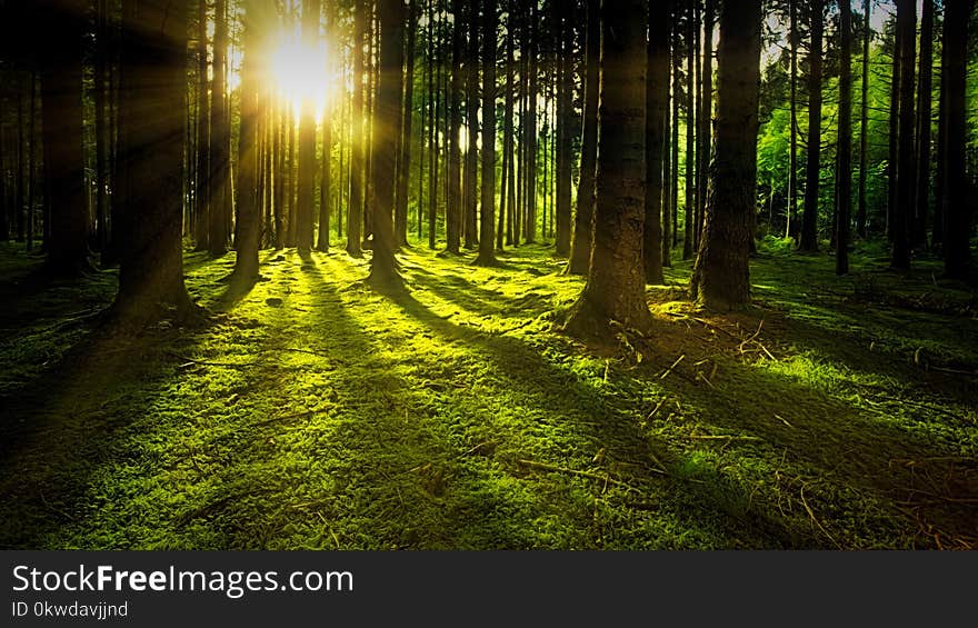 Sunset on Rain-forest