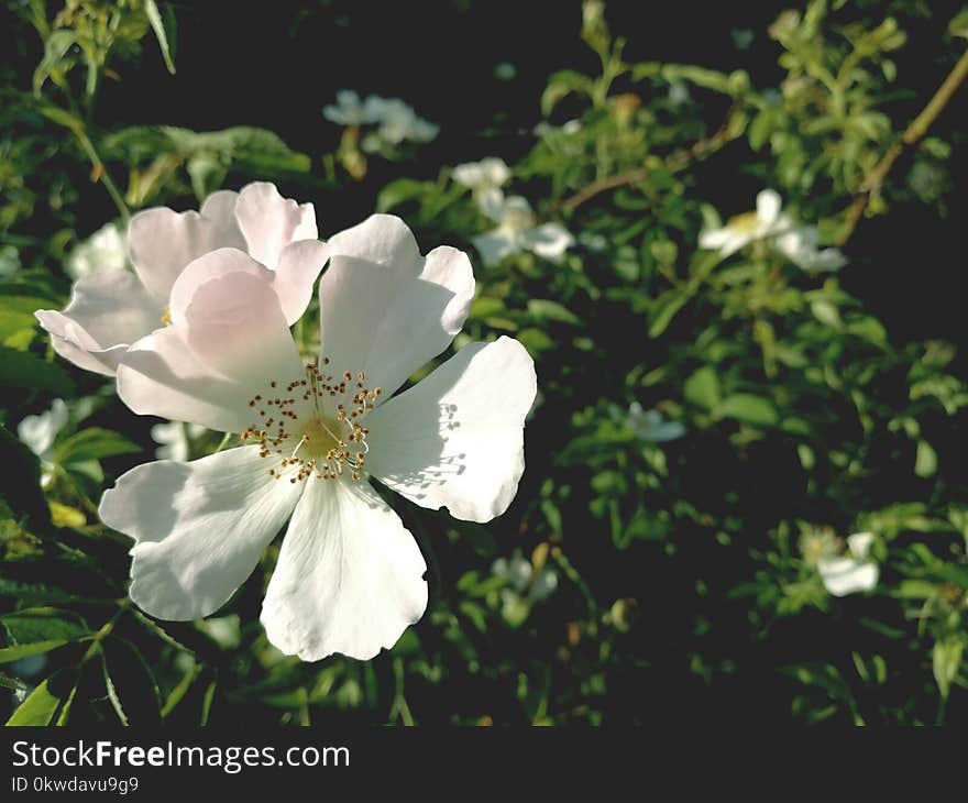 White Single-petaled Roses Closeup Photography at Daytime