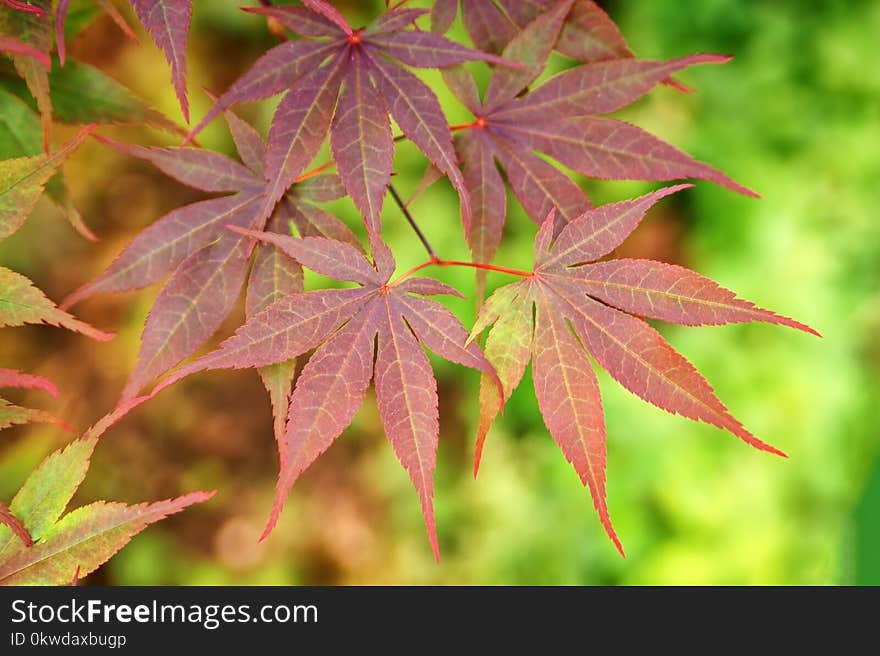 Selective Focus Photography of Cannabis Plant