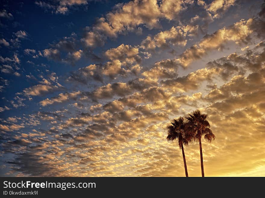 Low Angle Photography of Palm Tree Under Cloudy Sky during Golden Hour