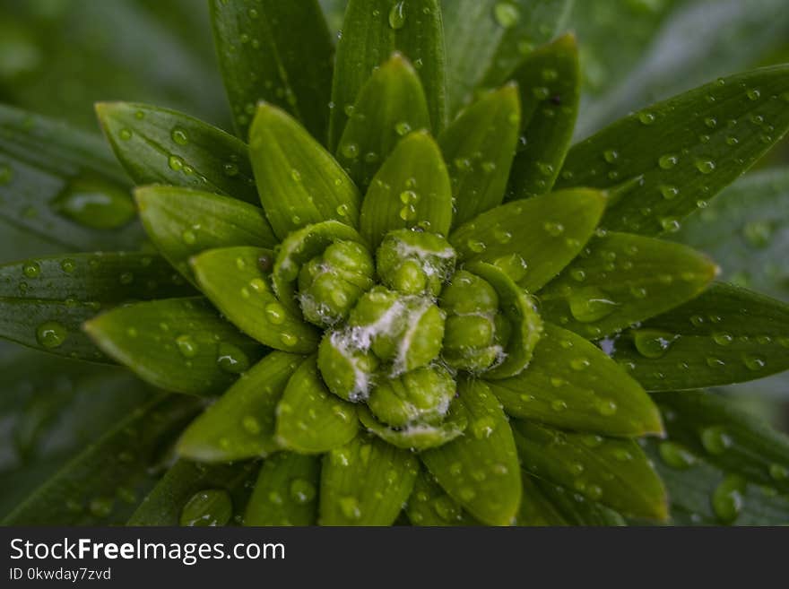 Close-up Photo Of Green Leaf Plant With Water Drops