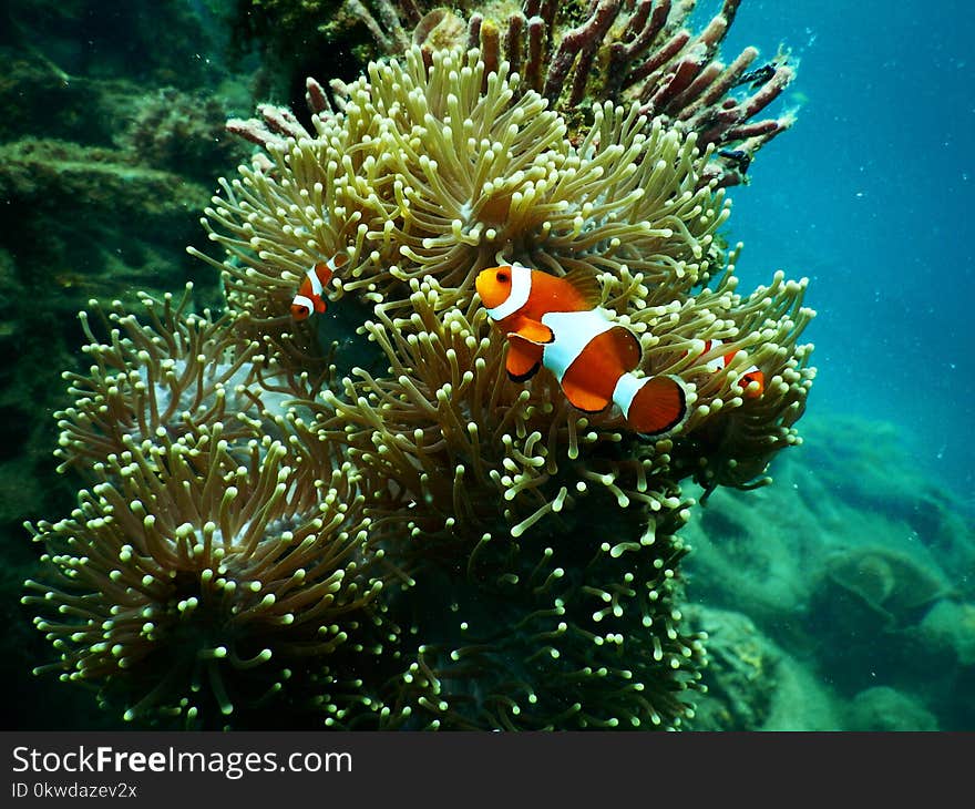 Red and White Clownfish Under Water