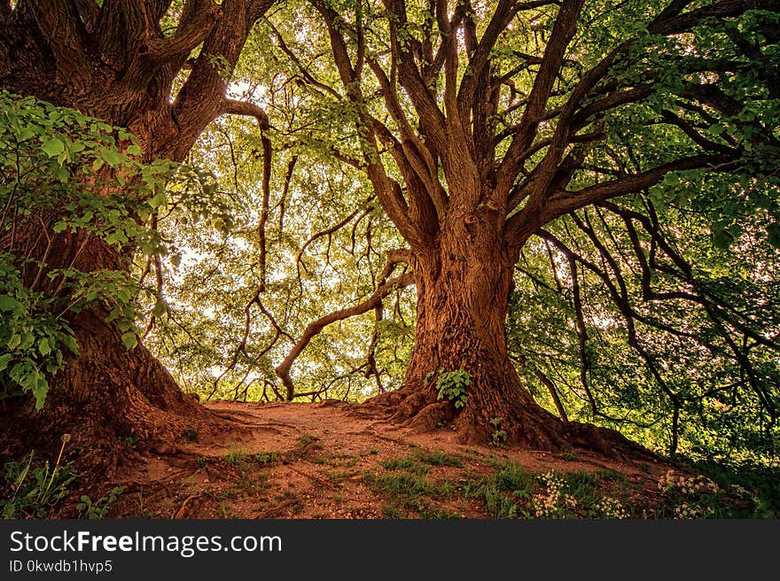 Landscape Photography of Green Leaf Trees