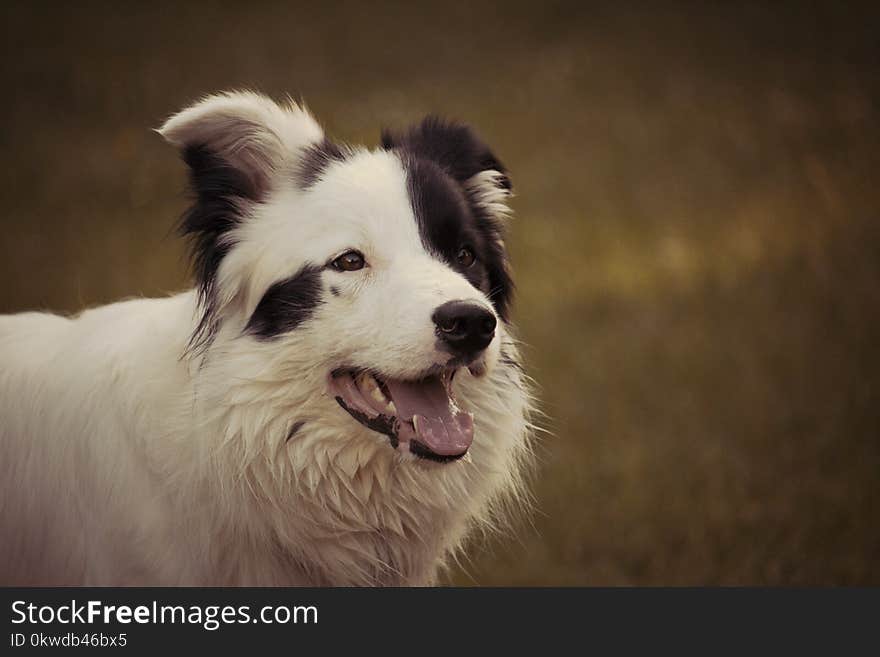 Adult Black and White Border Collie