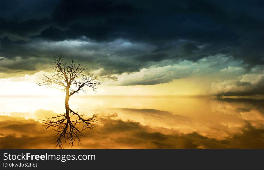 Photo of Bare Tree Under Cloudy Sky