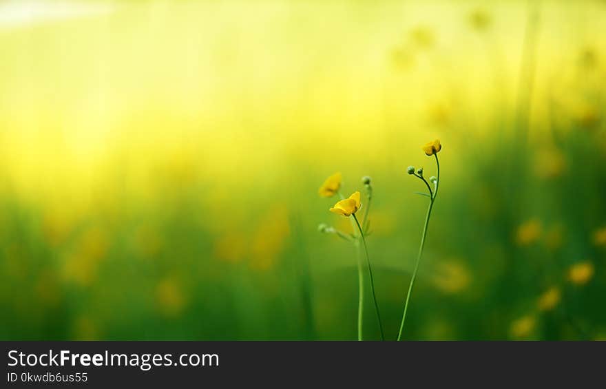 Selective Focus Photo Of Yellow Petaled Flowers