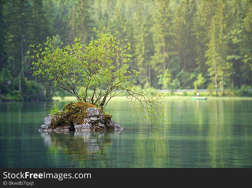 Green Leafed Plant On Body Of Water