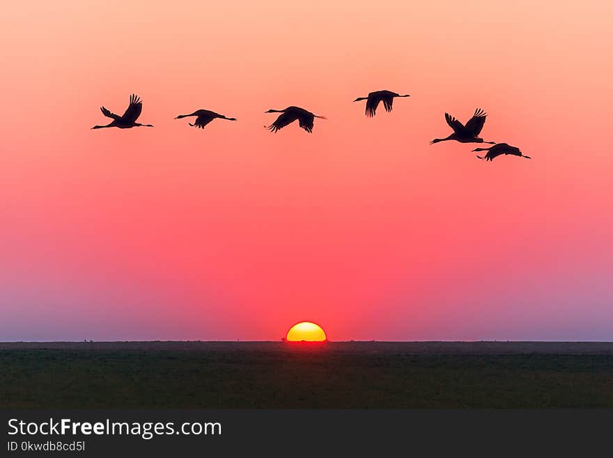 Birds Flying Over Body Of Water During Golden Hour