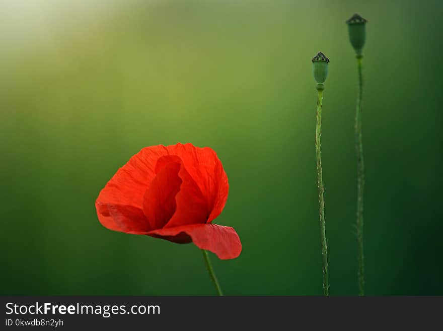 Selective Focus Photography Of Red Poppy Flower