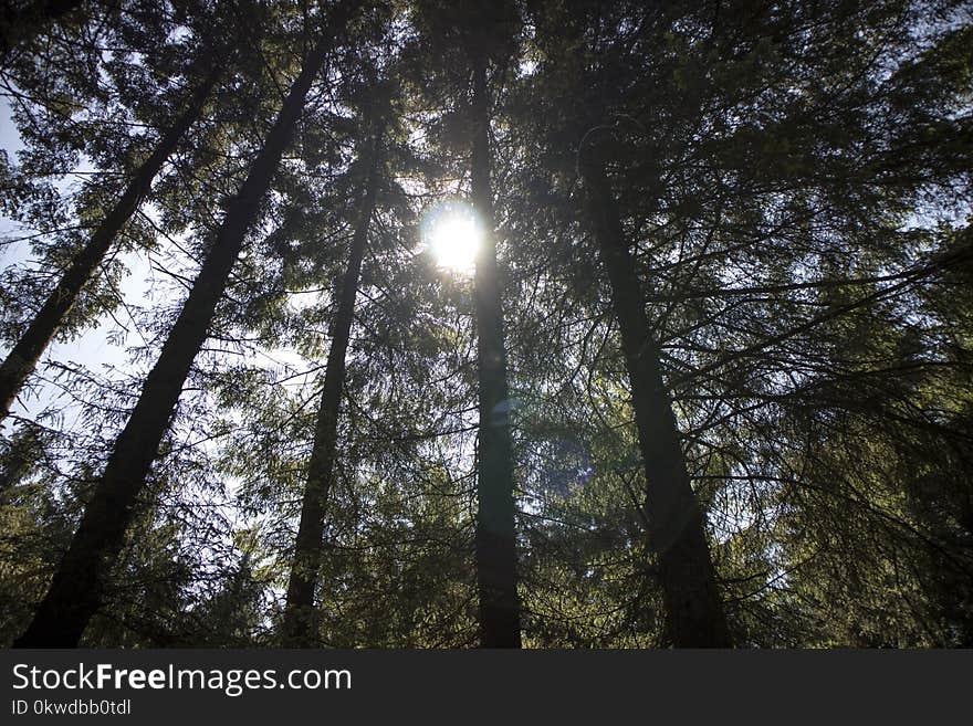 Low Angle Shot Of Trees