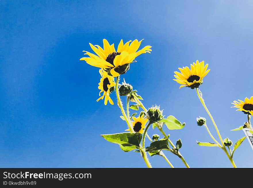 Low Angle Photo of Sunflower