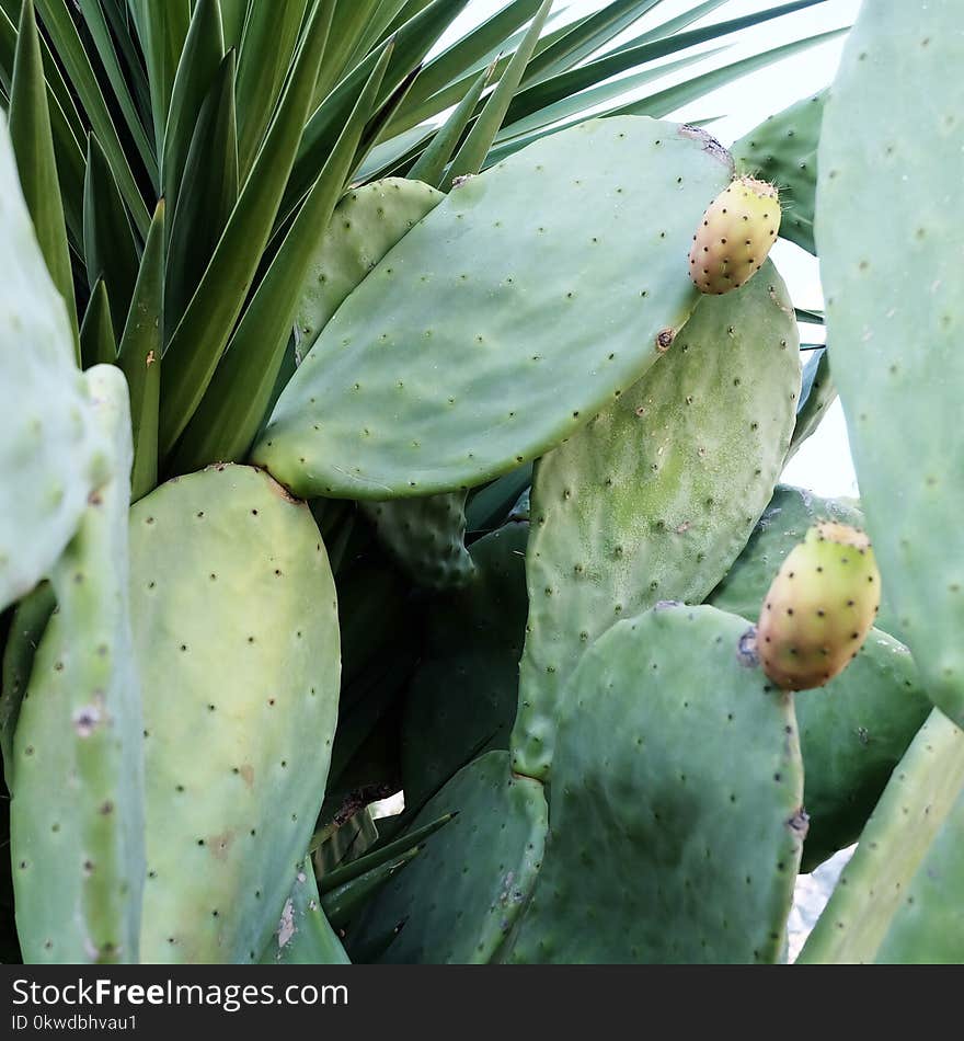 Photography of Green Cactus