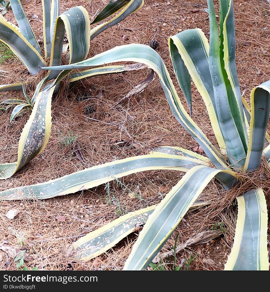 Snake Plants