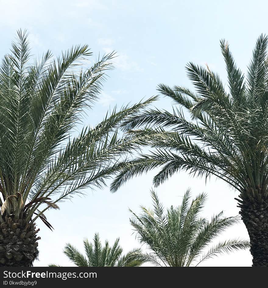 Photo of Palm Leaves