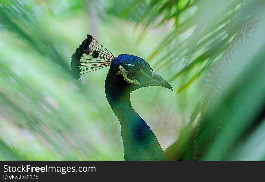 Close-Up Photography of Peacock