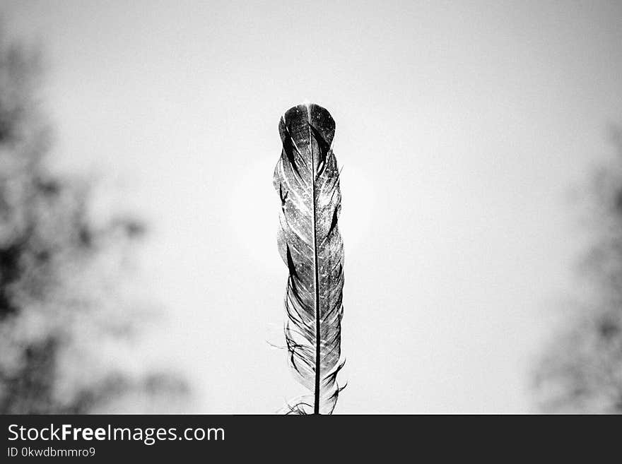 Grayscale Photo Of Feather