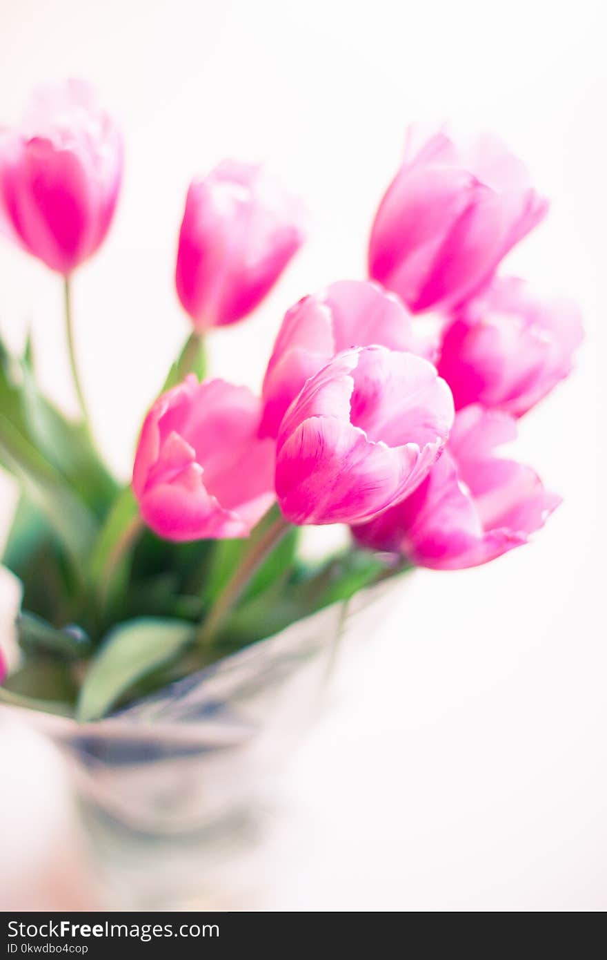 Selective Focus Photography of Pink Tulip Flowers