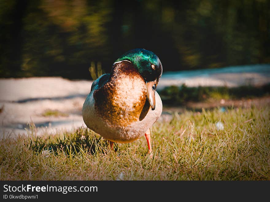 Duck On Grass