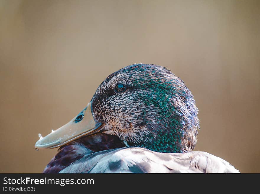 Close-up Photo Of Mallard Duck