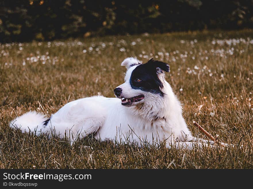 Black And White Dog On Grass Field