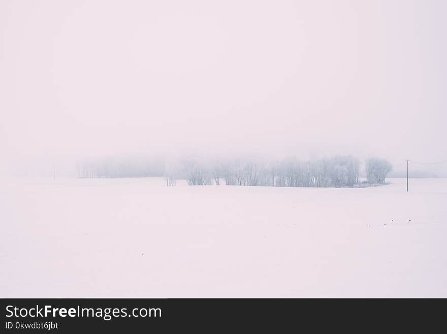 Snow Covered Trees