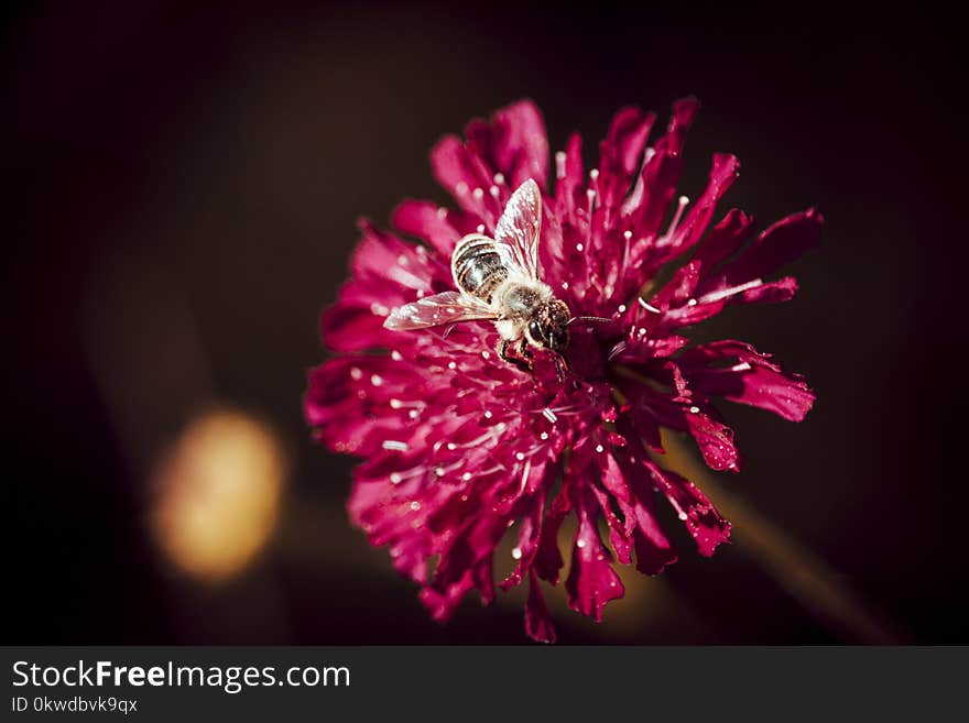 Macro Photo Of Bee Perched On Pink Flower