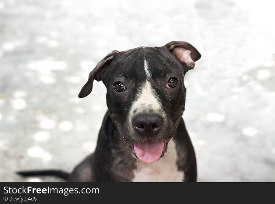 Black Pit bull, puppy looking, smile funny sitting on concrete background