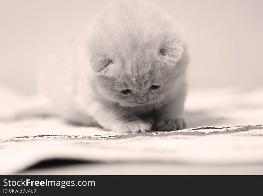 Small kitten sitting on the carpet, indoor portrait