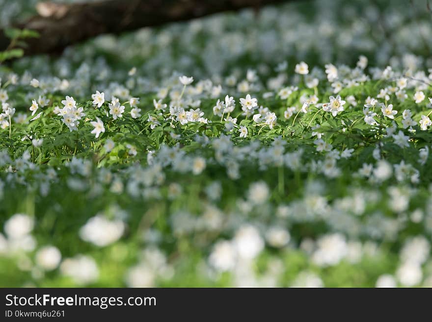 Flowering Wood Anemone Anemone Nemorosa In Springtime Sunset